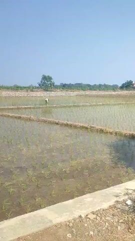 The video shows a wide shot of a flooded agricultural field, likely a rice paddy, with rows of young green plants emerging from the water. The field is divided into sections by raised earthen borders. In the distance, a person dressed in white is walking through the field. The sky is clear and blue, and there are trees and some structures visible on the horizon. The camera is panning slowly across the scene.