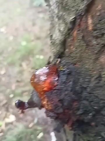 This is a close-up video of a tree trunk. The primary subject is a large, amber-colored glob of tree sap oozing from a wound in the bark. The sap is translucent and has a glossy surface, catching the light. Beneath the sap, the bark is dark and rough, appearing to have been damaged or diseased. There are hints of green moss or lichen on the bark. A small, dark insect, possibly an ant or beetle, is visible on the sap or bark near the left edge of the frame, with thin, thread-like legs. The background is out of focus but suggests a natural outdoor setting with greenery and possibly other trees, indicating a forest or wooded area. The lighting is diffused, suggesting it might be overcast or the footage was captured in shade, likely during the daytime. There is no visible text in the video. The overall impression is a macro view of a natural process, highlighting the resilience of the tree and the details of its sap.