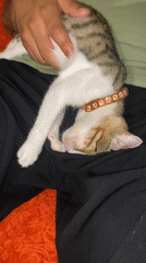 Tabby kitten naps on a lap in Tbilisi