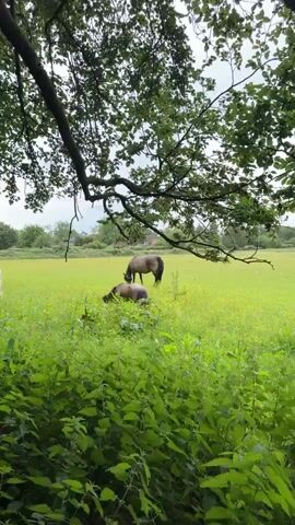 The video shows a field with three horses grazing on lush green grass. The foreground is dominated by dense green foliage, possibly nettles. A large tree branch with green leaves hangs into the frame from the top. In the background, there are more trees and some distant buildings or structures, suggesting a rural or semi-rural setting. The sky is overcast, indicating cloudy weather. One white horse is on the left, and two darker horses are in the center and right of the frame, all appearing to be peacefully grazing. The camera is positioned low, looking up towards the horses and the sky. The overall atmosphere is serene and natural.