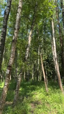 This is a video taken from a low-angle perspective, looking up into a grove of tall, slender trees, most of which appear to be birch due to their white bark with dark markings. The trees are densely packed, creating a canopy of green leaves that filter the sunlight, dappling the forest floor with shadows and bright spots. The ground is covered in lush green grass and other low-lying vegetation, suggesting a natural, possibly wooded park or forest environment. Sunlight is visible through the leaves, indicating it is daytime, likely sunny. There are no people visible in the video. The camera movement is minimal, with slight pans and tilts, allowing the viewer to take in the verticality of the trees and the density of the foliage. The overall impression is one of a serene and verdant natural setting.