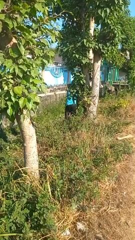A person wearing a blue shirt and dark pants is seen bending over in an overgrown grassy area next to a ditch. Behind the person is a blue and white fence and a building. The person appears to be picking something up from the ground.