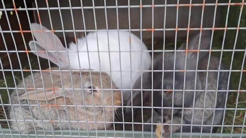 A cage contains three rabbits: one gray-brown, one white, and one dark gray. The rabbits are close together, and the gray-brown rabbit is facing the viewer. The white rabbit is in the background and its ears are visible. The dark gray rabbit is facing forward but partially obscured by the cage. The cage is made of metal wire and has some hay or grass on the floor.