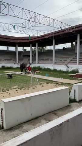 The video shows an elephant and a person in a stadium-like setting. The elephant is standing in a grassy area, and the person, wearing red, is near it. There is a net, a soccer goal, and some bowling pins set up in the area. The person appears to be interacting with the elephant, and at one point, the elephant knocks over a bowling pin with its trunk. The stadium has tiered seating and a metal roof structure.