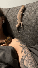 Person with floral tattoo rests with pet geckos in Khimki