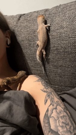 Person with floral tattoo rests with pet geckos in Khimki