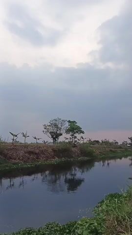 The video shows a rural landscape with a calm river flowing through it. The sky is cloudy, with a hint of pinkish light suggesting either sunrise or sunset. Two trees are prominently featured on the riverbank, one with sparse, dry branches and the other with lush green foliage. Several banana plants are visible behind the trees. The river reflects the trees and the sky. The overall atmosphere is serene and peaceful.