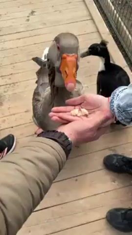The video shows people feeding a gray goose from their hands on a wooden deck. There is at least one black duck near the goose and wire fencing on the side.  A hand offers food to the goose, and the goose takes the food. A hand pets the goose. The people are wearing casual clothing.