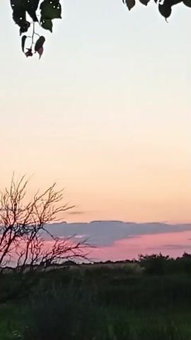 This is a vertical video of a sunset over a rural landscape in Gorkaya-Balka, Russia. The sky transitions from a pale white at the top to soft pinks and oranges near the horizon, indicating it is either sunrise or sunset. There are a few wispy clouds tinged with pink. In the foreground, dark green grass and bushes fill the bottom portion of the frame. A silhouetted tree with bare branches is visible on the left, and further to the right, a line of trees forms the edge of the landscape. The overall mood is peaceful and serene. There is no visible text in the video.