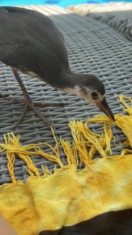 The video shows a juvenile common gallinule standing on a gray wicker surface with a yellow fringed towel. The bird has dark gray feathers with white markings on its head and neck, and its long, thin legs are also dark gray. The bird pecks at the yellow fringe of the towel with its beak. In the background, there is a hint of a blue swimming pool.