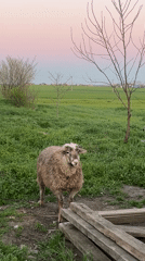Woman photographed with pets in rural Russian village setting