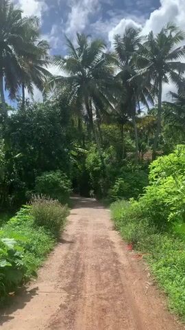 The video captures a first-person perspective from a vehicle, likely a motorcycle or scooter, as it travels along a narrow, unpaved dirt path. Lush green vegetation, including numerous tall palm trees, densely lines both sides of the path, creating a tunnel-like effect. The sky above is partly cloudy, indicating a bright daytime setting. Through the dense foliage in the distance, a glimpse of a building with a tiled roof is visible. A speedometer is partially visible at the bottom of the frame, confirming the movement of the vehicle. The prominent sound of a motorcycle engine can be heard throughout the video, indicating a continuous journey through this tropical landscape in Karandugoda, Sri Lanka.