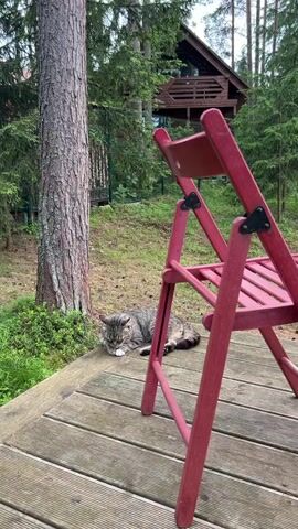 A tabby cat sleeps on a wooden deck next to a red folding chair. Behind the chair and cat, a tall tree stands to the left. Further back, a wooden house with a balcony is visible amongst trees. The environment appears to be a forest.