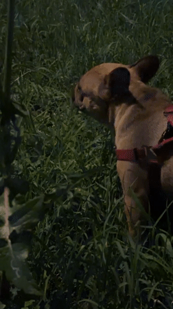 Nighttime Krasnodar: moonlit streets, a dog walk, small creatures
