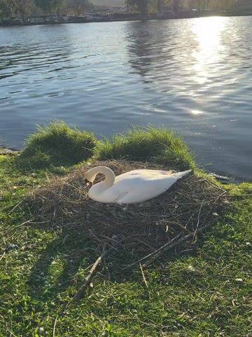 A white swan rests on a large nest made of sticks and dry grass, positioned on the green grassy bank beside a body of water. The swan is mostly still, with its neck curled back, but at one point, it dips its head down towards the nest. The water reflects the bright, low sun, indicating either morning or late afternoon. Across the water, distant hills are visible, dotted with trees and what appear to be parked vehicles or structures. The scene is tranquil, likely depicting a swan tending to its eggs or young in its nest. The location is Beilstein, Germany.
