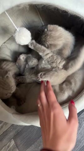 The scene features a person interacting with three small kittens nestled in a pet bed. The kittens have light gray fur. The bed is beige and rounded, with a white fluffy toy hanging inside. The person's hand, adorned with red nail polish and bracelets, reaches into the bed to gently touch the kittens. The floor underneath the bed appears to be made of light-colored wood.