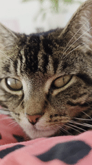 Tabby cat rests on pink blanket in Wellingborough home