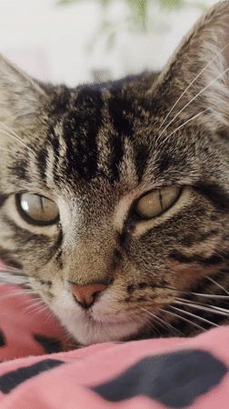 Tabby cat rests on pink blanket in Wellingborough home