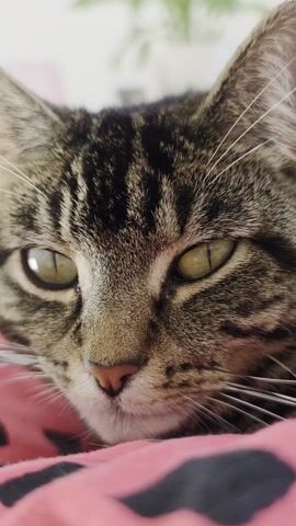 A close-up shot shows the face of a tabby cat lying on a pink blanket with black designs. The cat's eyes are open and appear green. The background includes a blurry white wall and a plant. The cat is the primary focus of the frame. There are scratching sounds.