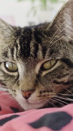 Tabby cat rests on pink blanket in Wellingborough home