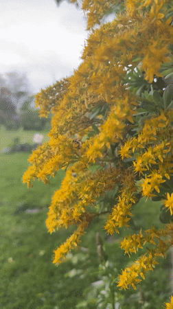 Bee visits blooming goldenrod flowers in Bulgarian village