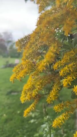 The video shows a close-up of a goldenrod plant with numerous small yellow flowers in bloom. A bee is briefly visible on the plant. The background is a green lawn and a partly cloudy sky. The camera is mostly still, with a slight shift in focus.