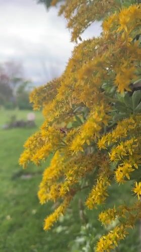 Bee visits blooming goldenrod flowers in Bulgarian village