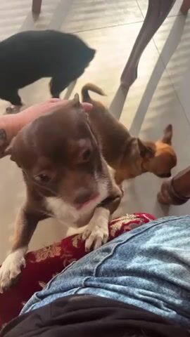 A close-up, medium-angle shot shows two small brown and white Chihuahuas on a person's lap. The person is wearing jeans and petting the larger Chihuahua, who is standing on the person's leg. The other dog is standing next to the person's legs. The background is a tiled floor with the legs of chairs visible. The lighting is bright and natural.