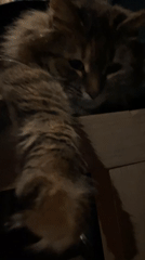 Cats and dog captured lounging in quiet domestic moments