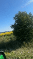 Sunflower fields stretch across rural Meshtitsa in peak summer
