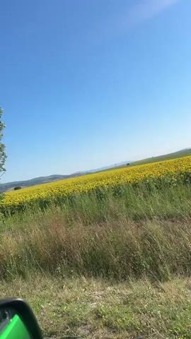 This media file captures a scenic drive through a rural landscape in Meshtitsa, Bulgaria. The primary subjects are vast fields of sunflowers, their bright yellow heads stretching towards the clear blue sky. The setting is an open countryside, with rolling hills in the distance and patches of green grass and other vegetation in the foreground. The activity taking place is a journey, likely by car, as suggested by the partially visible green object in the lower left corner, which appears to be part of a vehicle's interior or exterior, possibly a mirror or a dashboard reflection.

The time of day appears to be daytime, with bright sunlight casting shadows and illuminating the scene. The weather is sunny and clear, indicated by the vivid blue sky and the overall brightness of the image. There are no discernible people or animals in the frame. The overall mood is one of peacefulness and natural beauty, typical of a summer day in the countryside. The location cues of sunflower fields and rolling hills are characteristic of the Bulgarian landscape during the blooming season. No text is visible in the media file.
