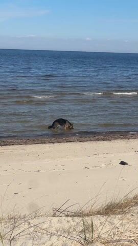The video shows a German Shepherd dog standing in the shallow water near the shore of a beach. The dog is mostly dark in color with some tan markings on its legs. The water is calm and clear, and the sky is blue with a few clouds visible on the horizon. The beach is sandy and there is some vegetation growing in the foreground. The dog appears to be looking around, possibly searching for something.
