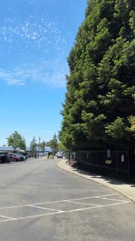 The video shows a wide shot of a paved area, likely a parking lot or road, with a very tall, dense evergreen tree dominating the right side of the frame. The sky is a bright blue with scattered white, wispy clouds. On the left side of the paved area, several parked cars are visible, along with some low buildings and more trees in the distance. A black fence runs along the base of the large evergreen tree. The paved surface has white markings, possibly indicating parking spots or a pathway. The overall impression is an outdoor scene on a sunny day with a focus on the contrast between the natural element of the tree and the man-made environment.