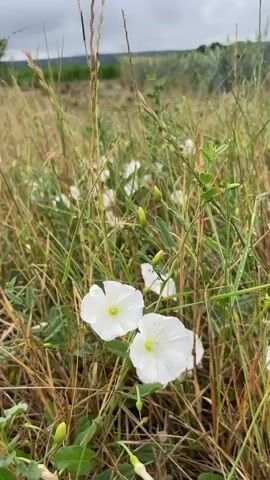 The video shows a close-up view of white bindweed flowers and tall dry grass in the foreground. As the camera pans to the right and up, the scene expands to reveal a field with cut grass and patches of green crops, possibly corn and wheat. In the background, there is a wooden hunting blind or observation tower on stilts. The sky is overcast with dramatic clouds. The overall impression is of a rural, agricultural landscape under a cloudy sky.