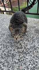 Tabby cat spotted in early morning Zlatograd, Bulgaria