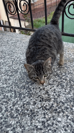 Tabby cat spotted in early morning Zlatograd, Bulgaria