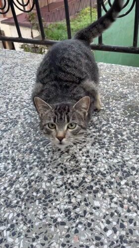 Tabby cat spotted in early morning Zlatograd, Bulgaria