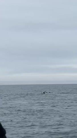 The image captures a wide shot of the open ocean under a uniformly overcast sky. A distinct horizon line separates the calm, grey-blue water from the pale grey sky, which is completely covered by clouds, indicating a diffused, soft light.

In the mid-ground, a large marine mammal, most likely a whale, is actively breaking the surface of the water. A dark, smooth part of its body, possibly a fin or a section of its back, is visible, surrounded by white spray and ripples caused by its movement. The whale appears to be either surfacing or diving.

The scene emphasizes the vastness of the sea, with no landmasses or other vessels visible. The weather is cloudy but calm, with gentle waves. There is no discernible text within the image. Given the provided context, the scene is likely set off the coast of Iceland during daylight hours.