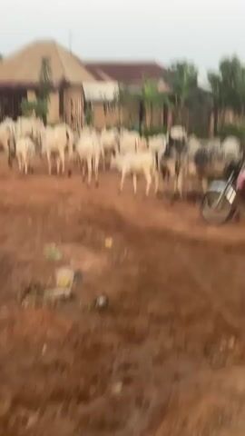 This media file captures a rural scene in Maraba, Nigeria, likely during the late afternoon or early evening due to the soft, diffused light. The setting is a dirt road in front of a cluster of simple, earthy-colored buildings with corrugated iron roofs, typical of many residential areas in the region. Lush green banana trees add a touch of vibrant life to the background.

The primary subjects are a herd of light-colored cattle, some with darker speckles, moving across the muddy, reddish-brown dirt. Their presence suggests a pastoral or agricultural community. A small group of people are also visible. In the foreground, a motorcycle carrying three individuals is moving to the right, its occupants blurred by motion. The rider wears a yellow top and a red head covering, while the two passengers are also casually dressed. Further back, a child in a pink and black outfit stands to the right, observing the movement.

The activity appears to be the herding or movement of cattle, possibly being guided or simply migrating. The presence of the motorcycle suggests a blend of traditional and modern elements in the daily life of the community. The overall mood is one of everyday activity in a rural African setting, with a sense of movement and purpose. There is no visible text within the frame. The weather appears calm, with no indication of rain or strong winds.