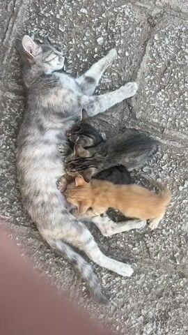 A mother cat lies on her back on a stone surface nursing four kittens. Three kittens are huddled together on the mother's belly, and one kitten is to the mother's right. The mother cat is grey tabby and white. The kittens are various shades of grey tabby and orange tabby. The background is a rough, grey stone surface.