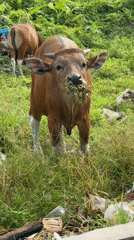 Banteng cattle graze in field near Kuta, Indonesia