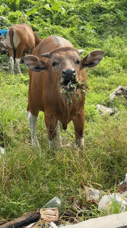 Banteng cattle graze in field near Kuta, Indonesia