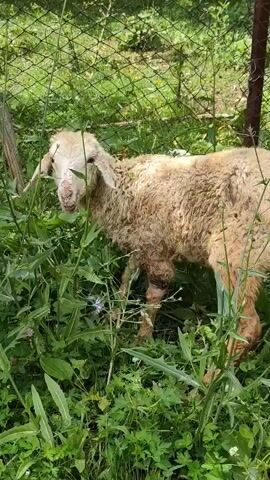 A young sheep stands in green foliage, partially obscured by a wire fence. The sheep has light brown wool that appears matted and dirty, with some darker patches, particularly on its legs. Its face is white with pinkish ears. The background consists of dense green vegetation and a rusty metal fence post. The lighting suggests it is daytime, likely outdoors.