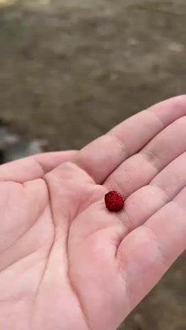 A hand is holding a small red berry outdoors. The background is blurred but appears to be a forest path with trees and sunlight.