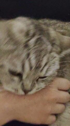 The video features a close-up shot of a person's hand petting a gray tabby cat. Initially, the cat's eyes are closed as it rests its head on the person's hand. As the petting continues, the cat opens its mouth slightly in what appears to be a yawn or a sign of contentment. The cat's stripes and facial features are clearly visible, along with the texture of its fur. The background is a dark, indistinct surface. The focus remains on the interaction between the hand and the cat throughout the short clip.
