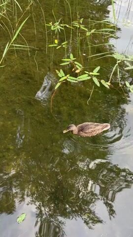 A duck swims in murky water near a wooden dock. Green plants grow in the water and along the edge of the dock. The duck is brown and has a yellow beak. It swims to the left and then dives underwater.