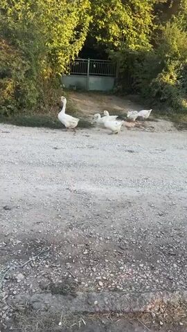 The video shows four white geese walking on a gravel path. The geese are of varying sizes, suggesting there might be adults and younger ones. The environment appears to be outdoors, with trees and foliage visible in the background. A metal gate is also present behind the geese, partially obscured by vegetation. The lighting suggests it is daytime, possibly late afternoon or early morning due to the angle of the sun. The geese are moving from left to right in the frame, with one goose in the foreground leading the group.