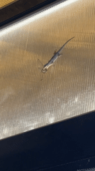 Gecko feeds on large insect at Vietnamese heritage area