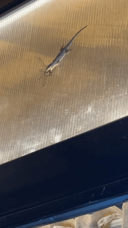 Gecko feeds on large insect at Vietnamese heritage area