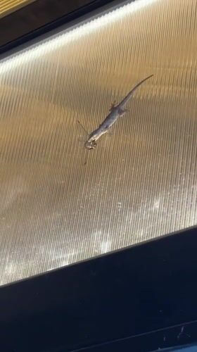 Gecko feeds on large insect at Vietnamese heritage area